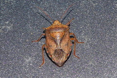 Apoecilus bracteatus
