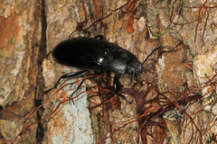 Centronopus calcaratus