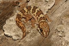 Pachydactylus formosus