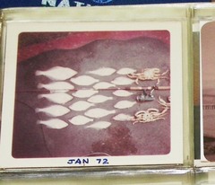 Metacarcinus magister