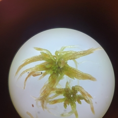 Sphagnum teres