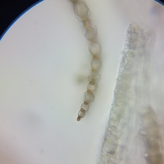 Sphagnum teres