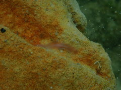 Notocomplana ferruginea