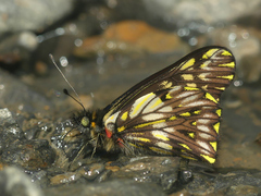 Catasticta watkinsi