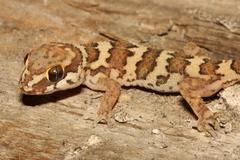 Pachydactylus formosus