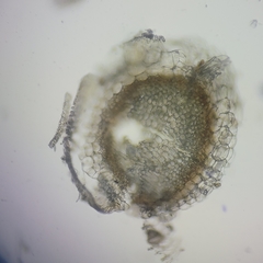 Sphagnum teres