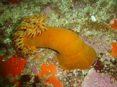 Pseudactinia flagellifera