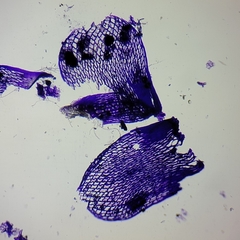Sphagnum teres