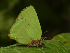 Cyanophrys pseudolongula