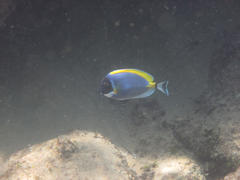 Acanthurus leucosternon