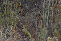 Aspalathus biflora biflora