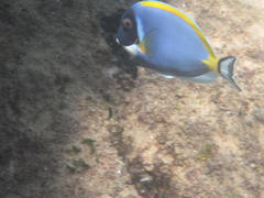 Acanthurus leucosternon