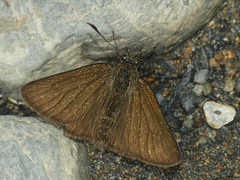 Dalla