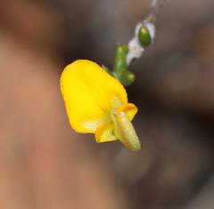 Aspalathus biflora biflora