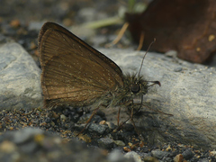 Dalla