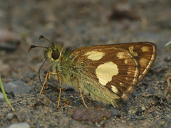 Dalla cupavia