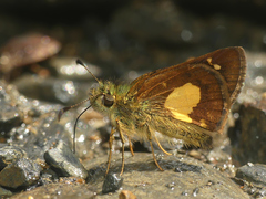 Dalla cypselus