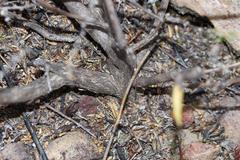 Aspalathus biflora biflora