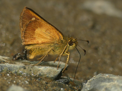 Dalla