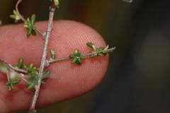 Aspalathus biflora biflora
