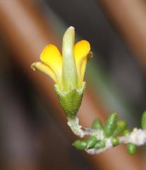 Aspalathus biflora biflora