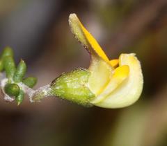 Aspalathus biflora biflora