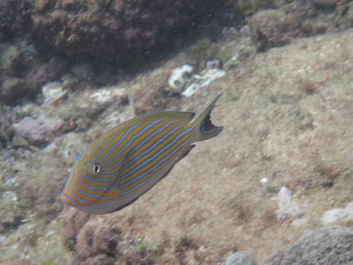 Acanthurus lineatus