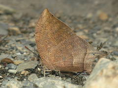 Fountainea nessus