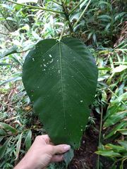 Touchardia latifolia