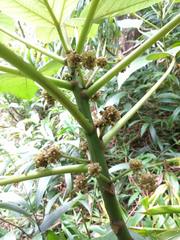 Touchardia latifolia