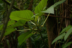 Touchardia latifolia