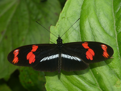 Heliconius telesiphe