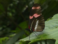 Heliconius telesiphe