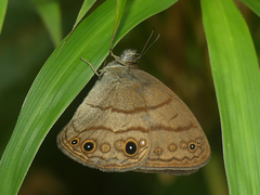 Hermeuptychia cucullina