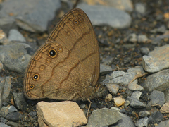 Hermeuptychia cucullina