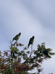 Amazona viridigenalis