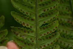 Ctenitis latifrons