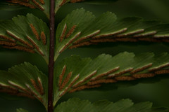 Asplenium contiguum