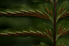 Asplenium contiguum
