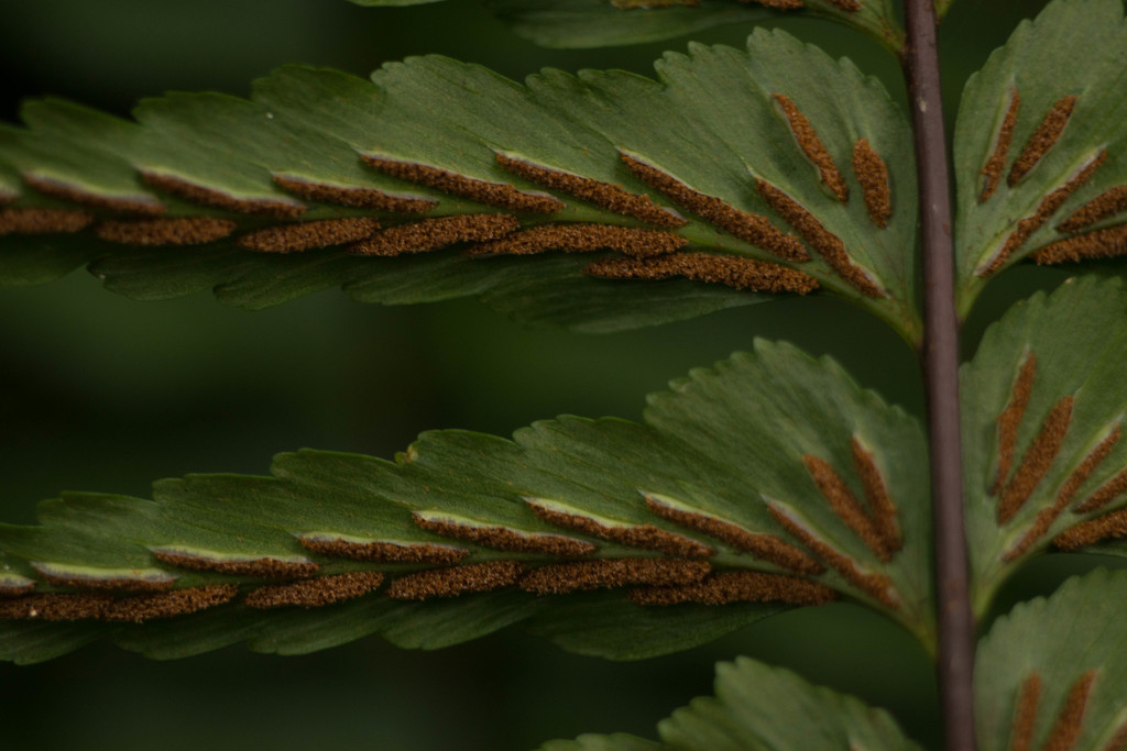 Asplenium contiguum