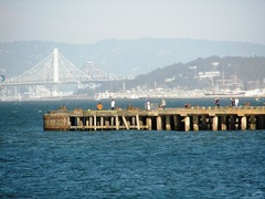 Metacarcinus magister