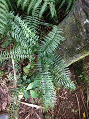 Asplenium contiguum