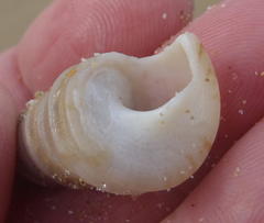 Turritella carinifera