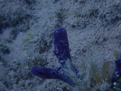 Niphates caycedoi