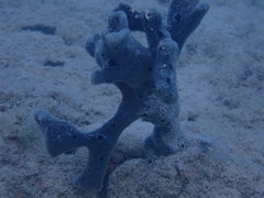 Niphates caycedoi