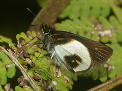 Mnestheus ittona
