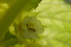 Cyrtandra cordifolia