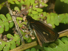 Mnestheus ittona