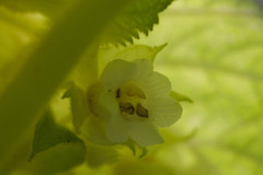 Cyrtandra cordifolia