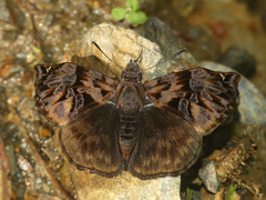 Noctuana haematospila